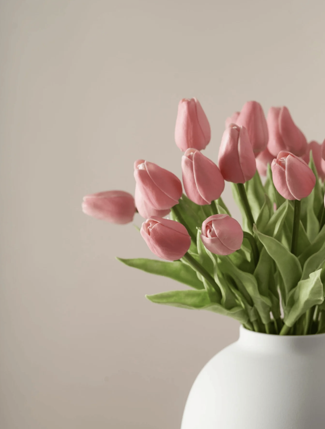 Tulipanes Rosa