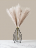 Plumas de Pampa - Crema