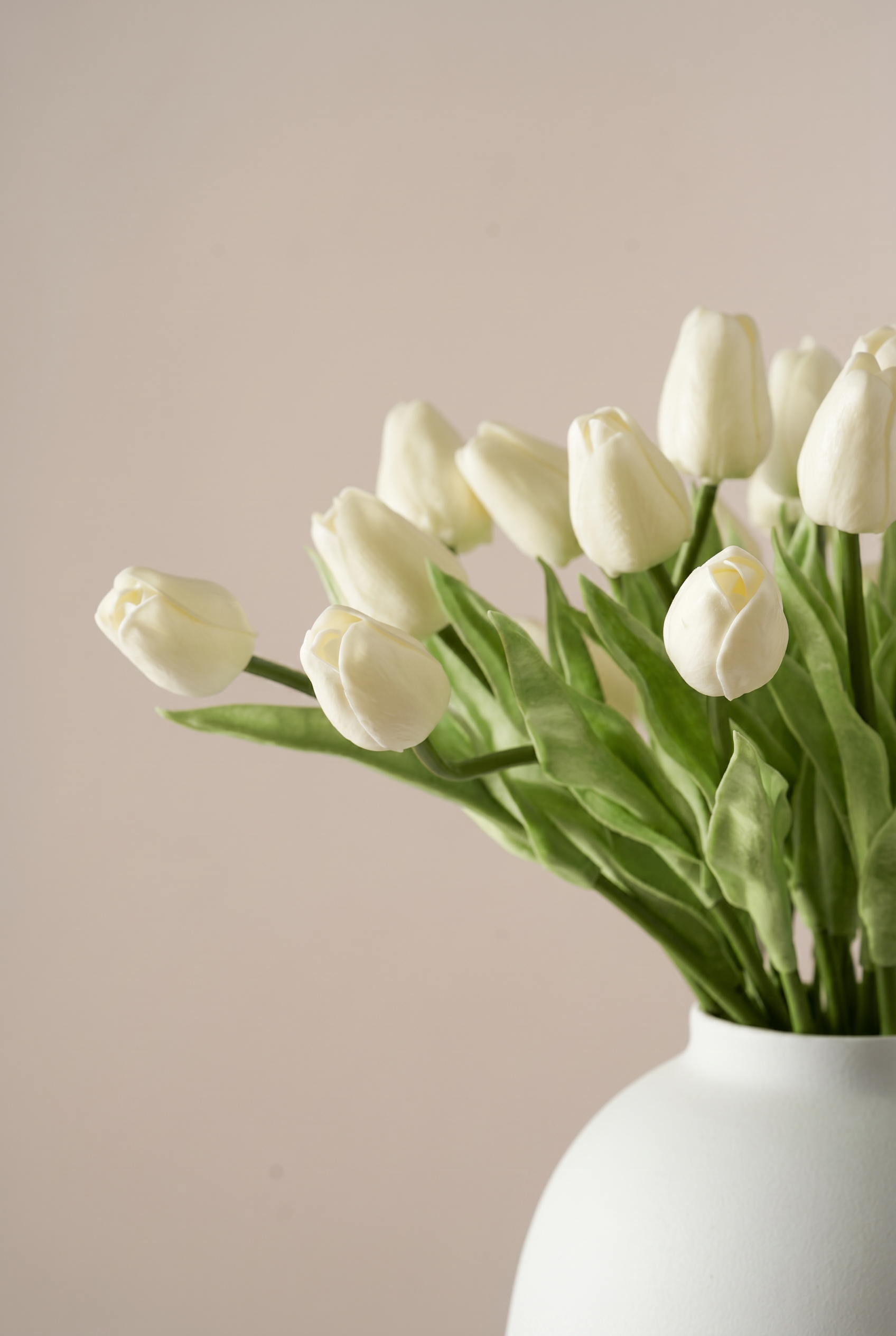 Tulipanes Blanco Crema